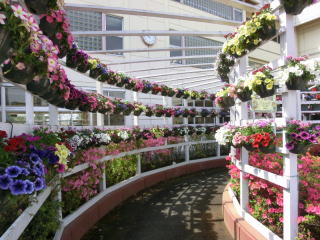 花の回廊の画像1