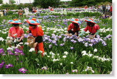 花笠を被った女性が花菖蒲を摘んでいる写真