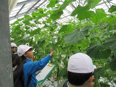キュウリ農家見学1