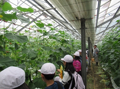 キュウリ農家見学2