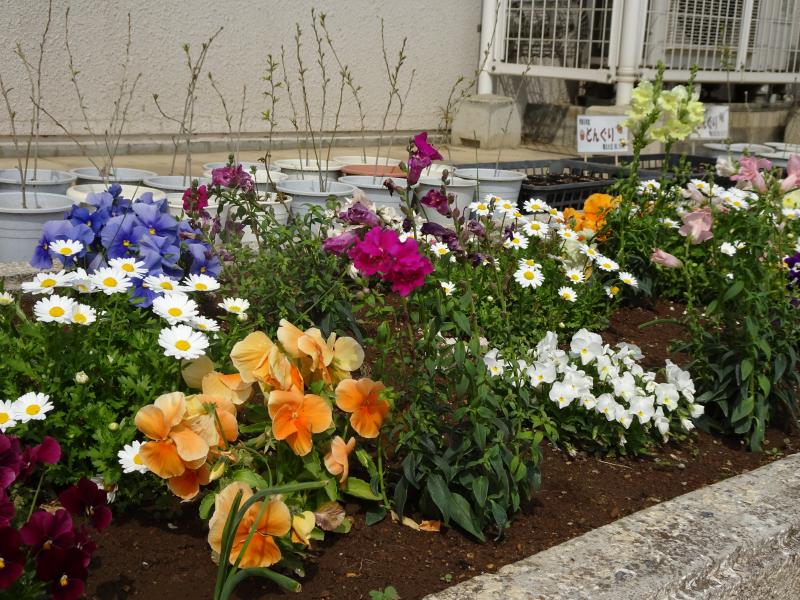 花咲き誇る花壇