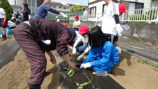 さつま芋の苗植え2