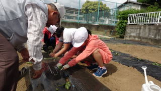 さつま芋の苗植え6