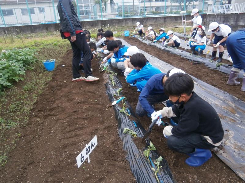 サツマイモの苗を植える児童
