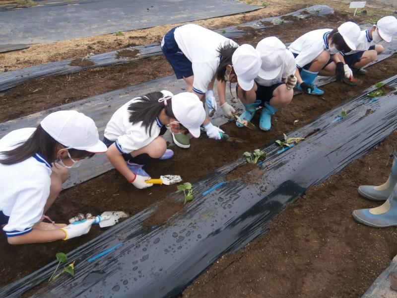 サツマイモの苗を植える児童