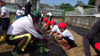 さつまいもの苗植え3