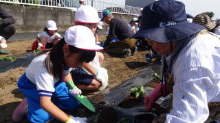 さつまいもの苗植え4