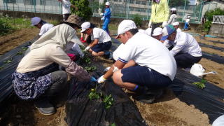 さつまいもの苗植え8