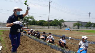 苗植え5