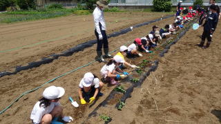 苗植え9