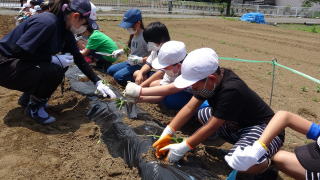 苗植え10