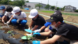 苗植え12