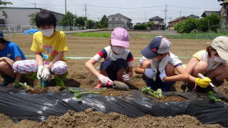 苗植え14