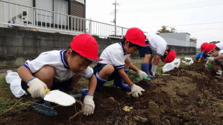 さつまいもの収穫1