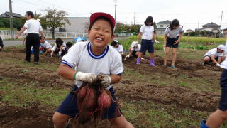 さつまいもの収穫7