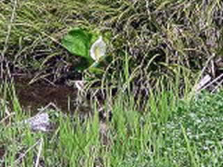 湿原ミズバショウの画像