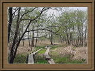 茂林寺沼湿原の画像
