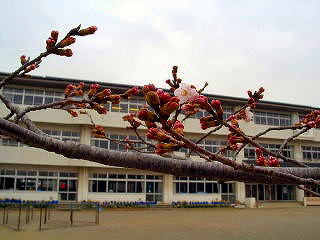 美園小学校の画像