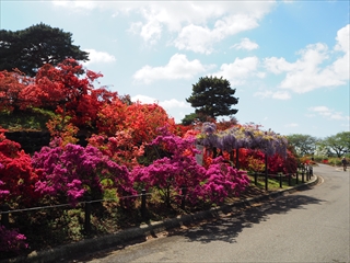 平成30年つつじまつり（5）の画像の画像