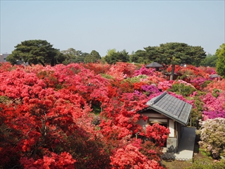 平成30年つつじまつり（8）の画像の画像