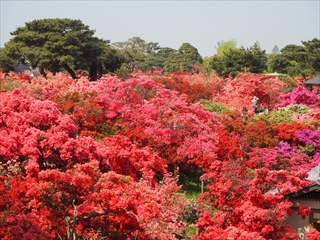 平成30年つつじまつり（9）の画像の画像