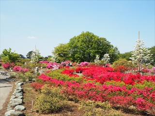 平成30年つつじまつり（10）の画像の画像