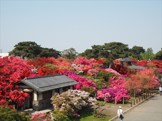 平成30年つつじまつり（13）の画像の画像