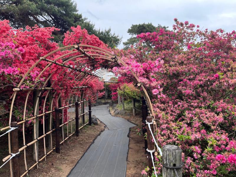 つつじ通路の画像