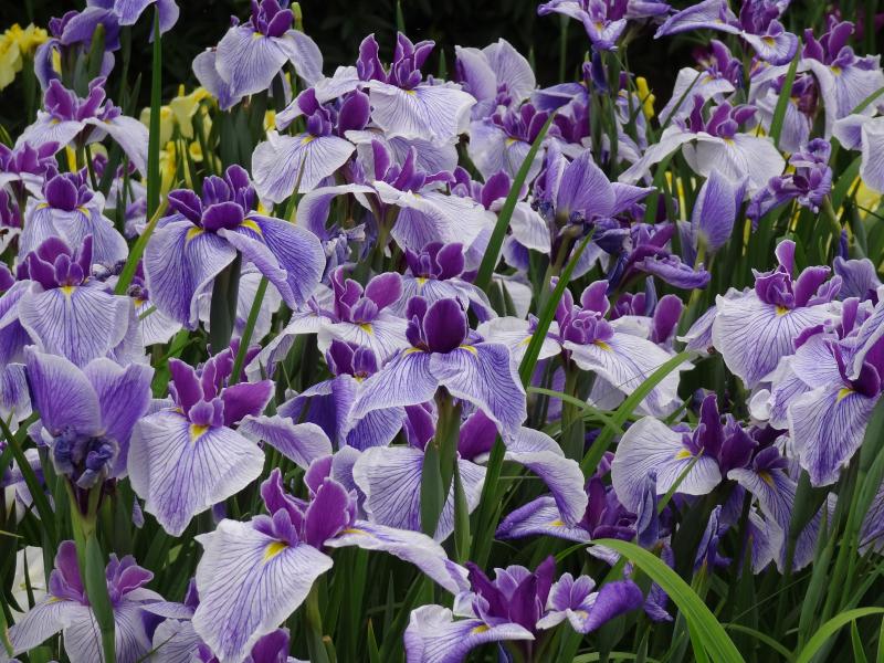 令和8年度花菖蒲まつりを開催します！の画像