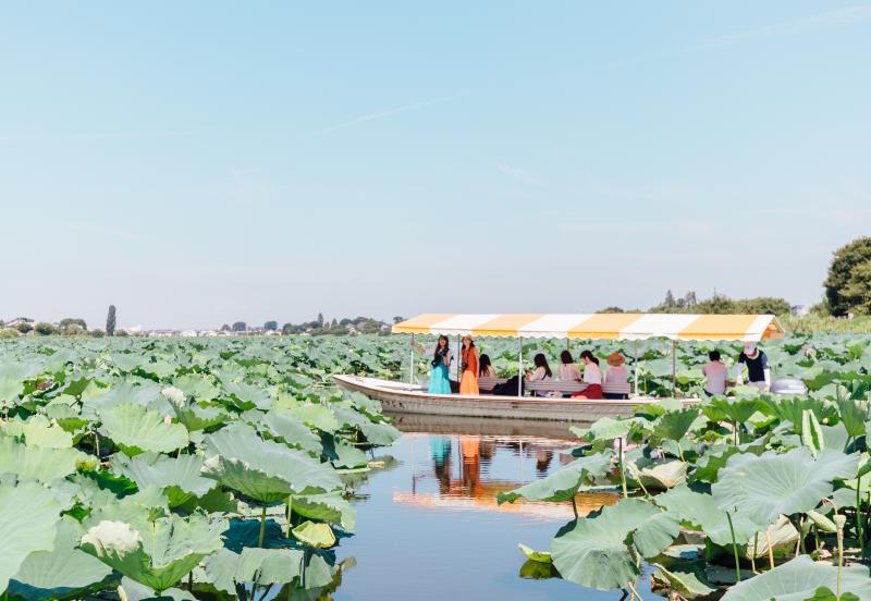 夏の城沼花ハスまつりを開催します！の画像