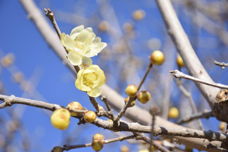 【公園日記1.12】梅が咲きはじめましたの画像