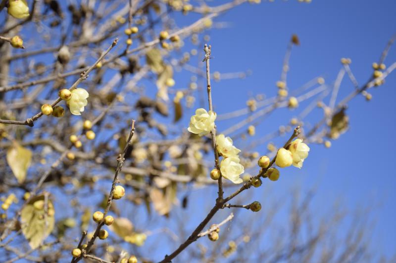 【公園日記1.11】ロウバイが咲きはじめましたの画像