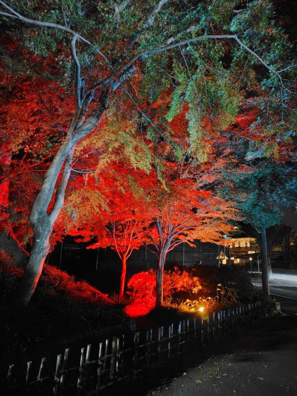 旧秋元別邸ライトアップ始まります。の画像