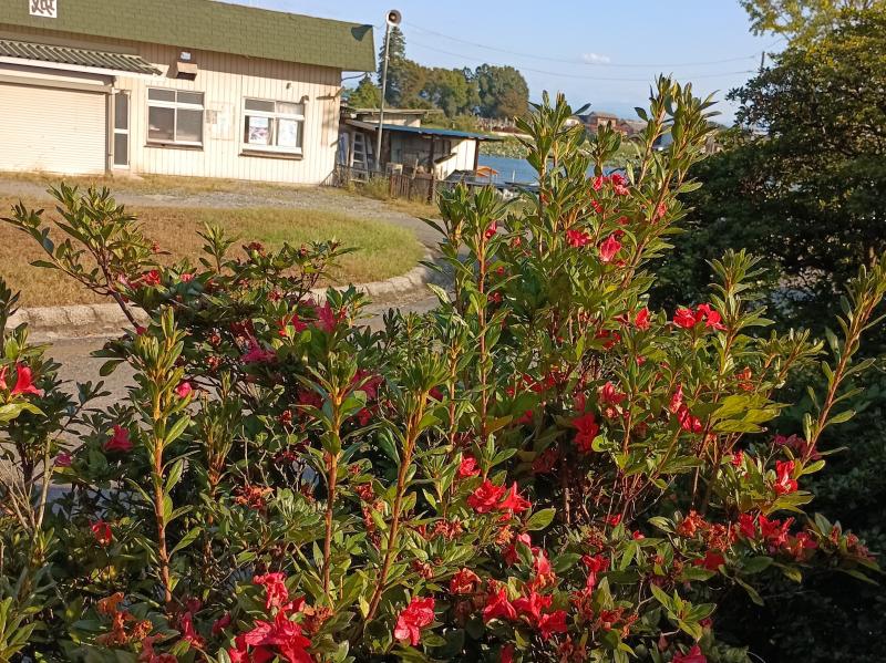 公園内のツツジが咲いています。の画像