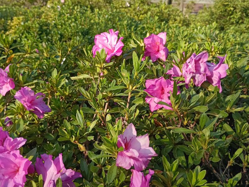 錦の森（にしきのもり）の画像
