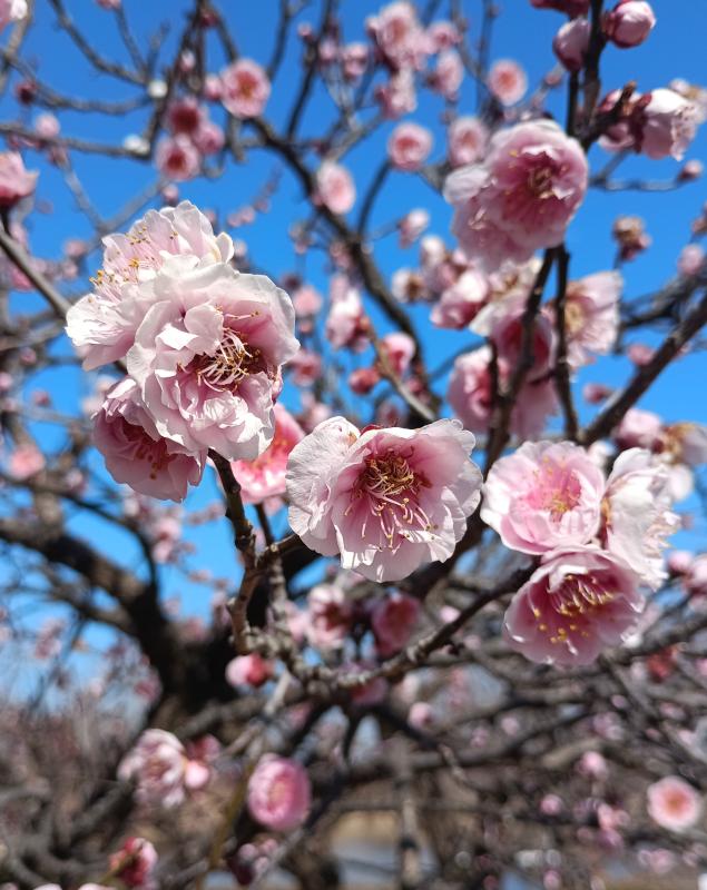 薄紅色の梅の花の画像