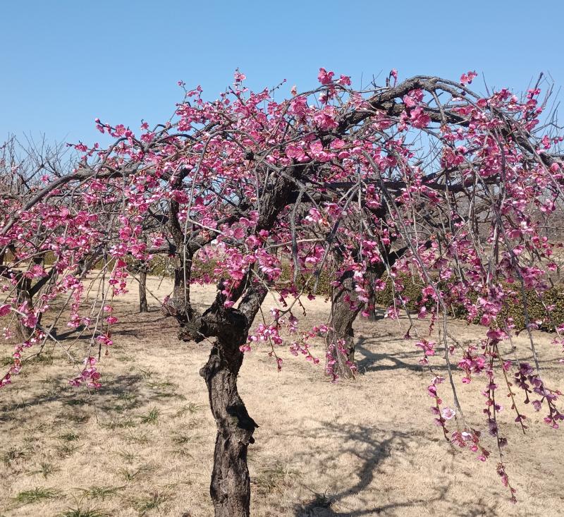 梅の花が見頃を迎えました。の画像