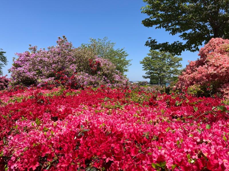 平成つつじ園の画像
