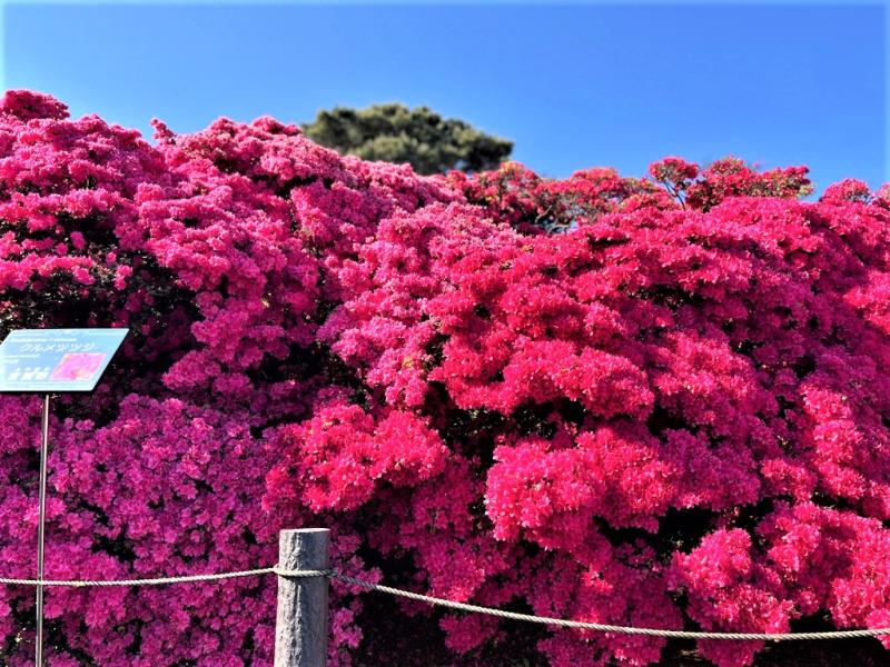 宮城野の画像