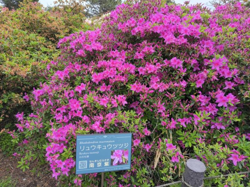 正面の画像