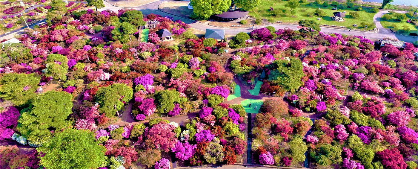 つつじが岡公園の画像